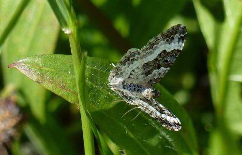 Epirrhoe alternata